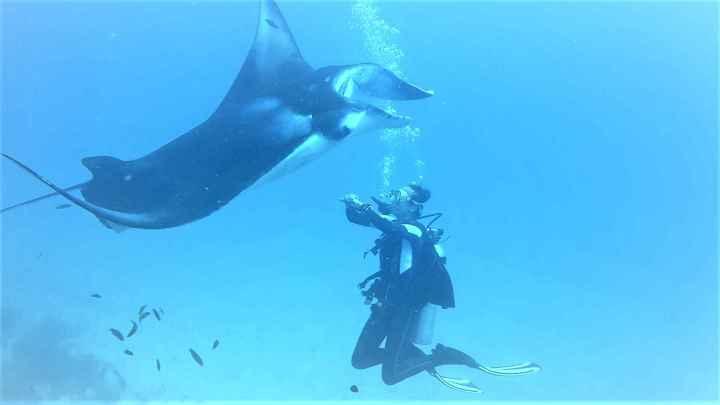 Encounter with manta ray at a cleaning station.