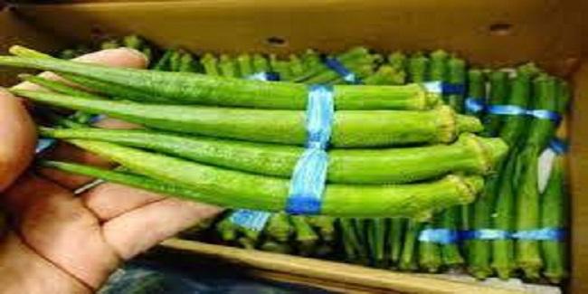 Global Okra Seeds market Status and Prospects Professional