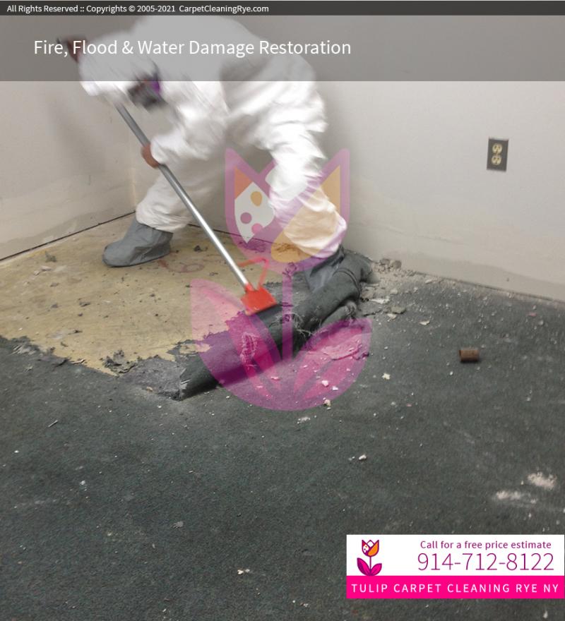 Mold Remediation Rye