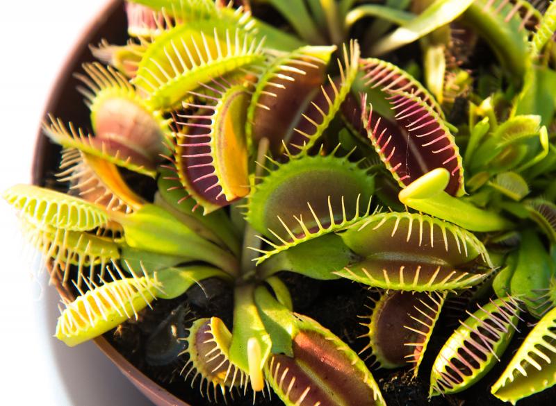 Fly Trap Market Research Report, COVID-19 Impact Analysis,