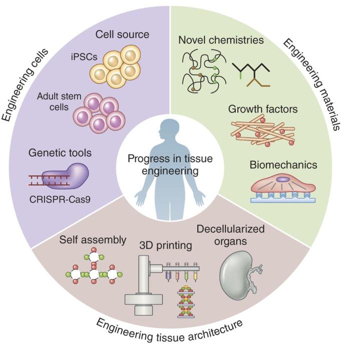 North America Tissue Engineering Market