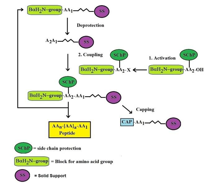 Peptide Synthesis Market-By Product, Technology, End User,