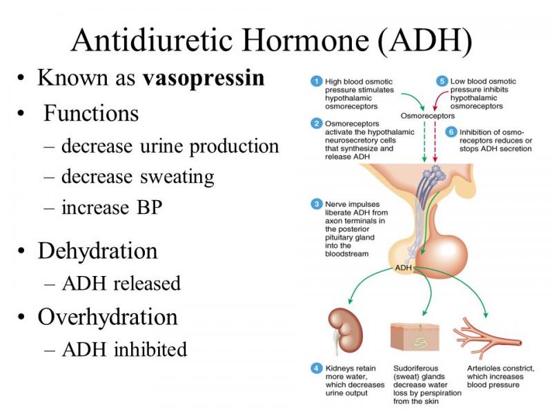 Antidiuretic Hormone (ADH) Market