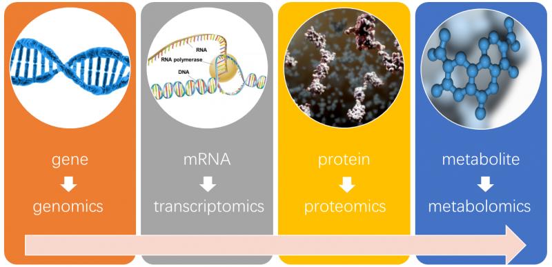 Metabolomic Platform