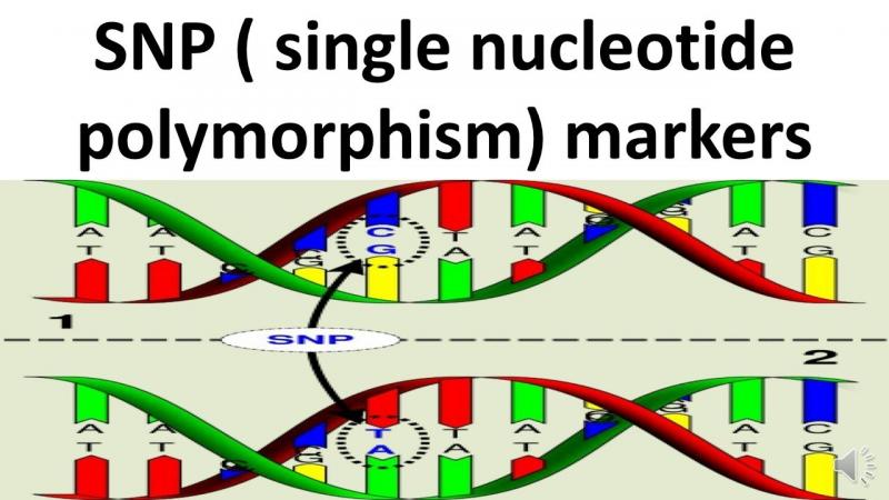 Single Nucleotide Polymorphism (SNP) Genotyping Market