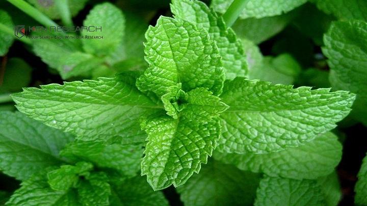 Global Mint & Menthol Market Report 2020 by Key Players, Types,
