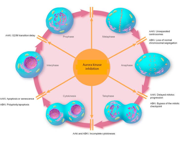 Aurora Kinase Inhibitor