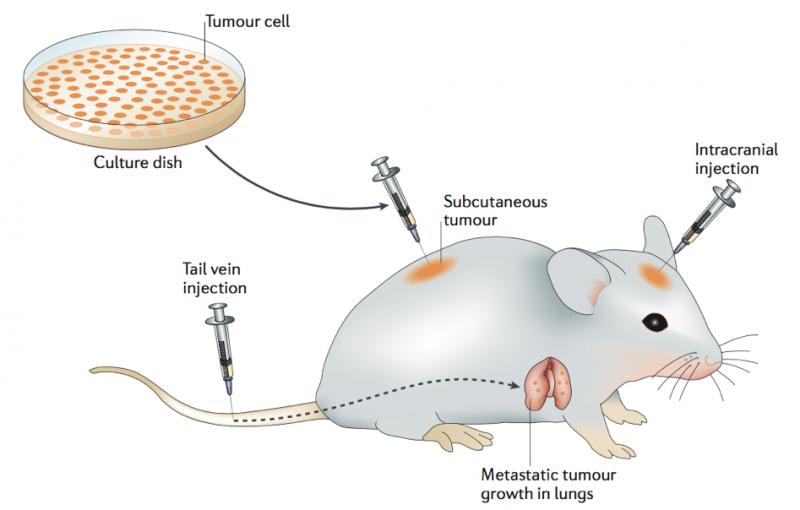 Cancer Mouse Models Market