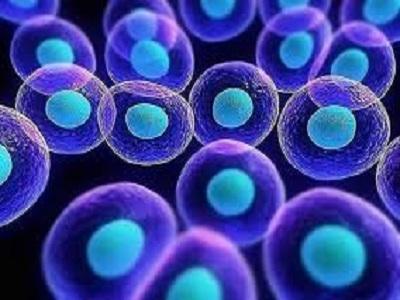 Adult Stem Cells market