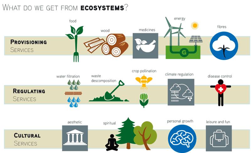 Pollination Ecosystem Service