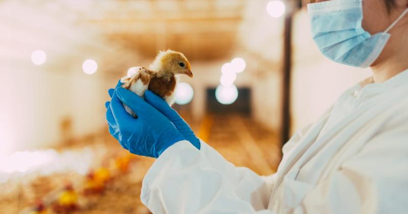 Poultry Diagnostics Market Report 2021-2026