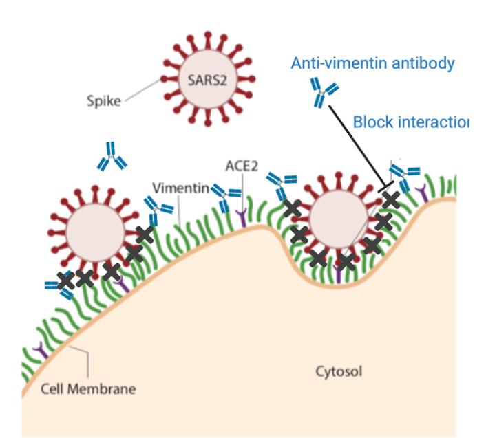 Vimentin