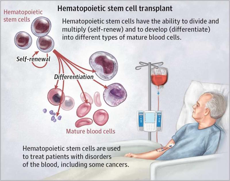 Hematopoietic Stem Cell Transplantation (HSCT) Market