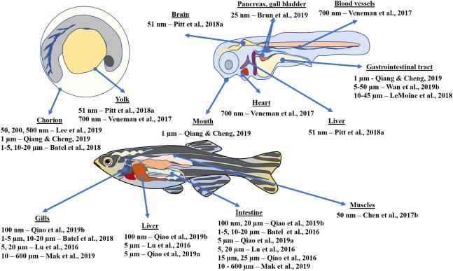 Zebrafish as a Model Organism Market Analysis 2022