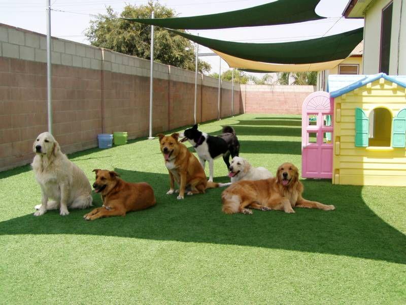 Pet Daycare market