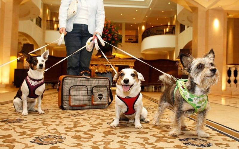 Pet Clothing And Accessories Market Key Vendors, Key Segment,