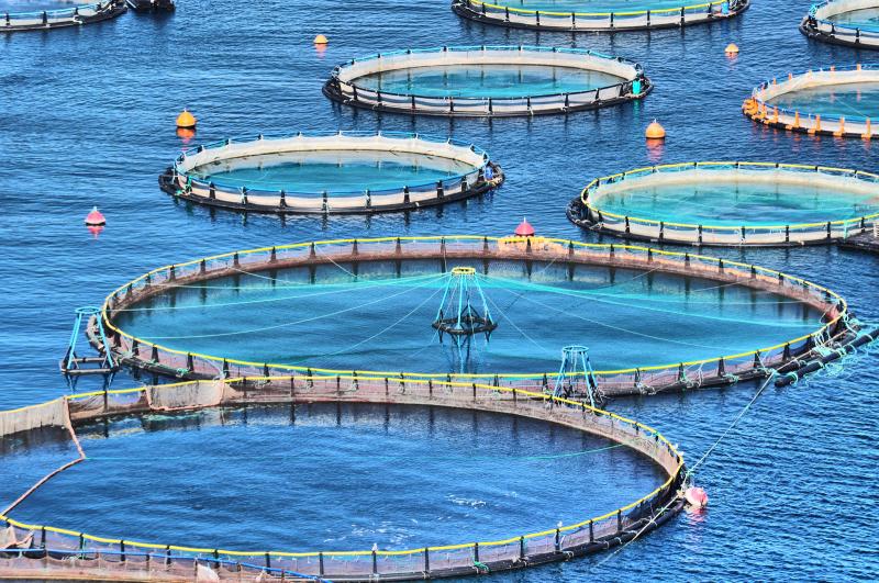 Aquaculture Fish Cage Market Growth Drivers 2022, Industry