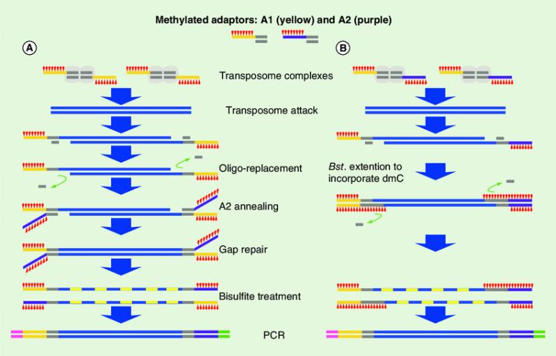 Whole Genome Bisulfite Sequencing Market