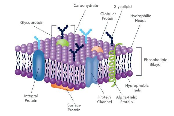 Cell Surface Markers