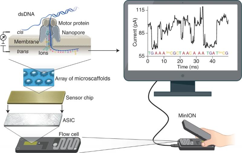 Nanopore Sequencing