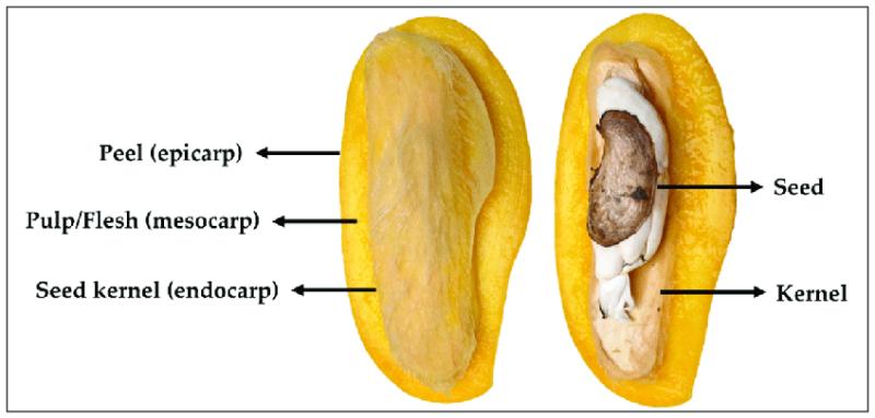 Mango Kernel Fat Market