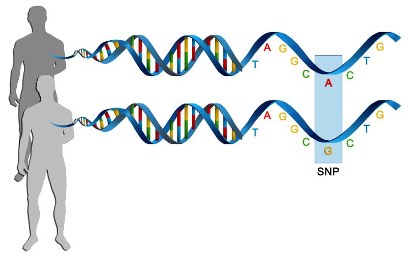 Human Gene Sequencing Market