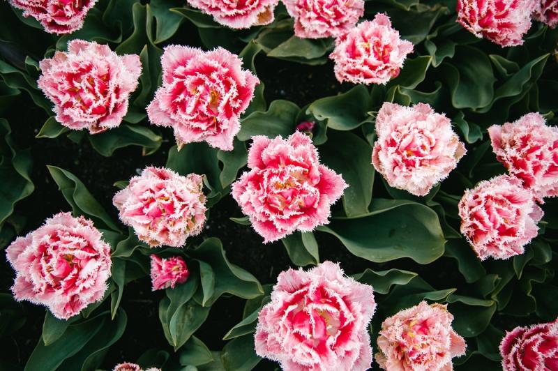 Carnation Market Top Key Leaders, Industry Analysis, Size,