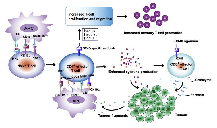 OX40L Antibody Market