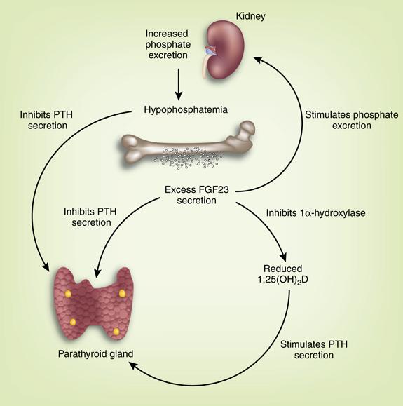 Burosumab Market