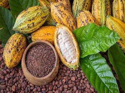 Cacao Beans Market