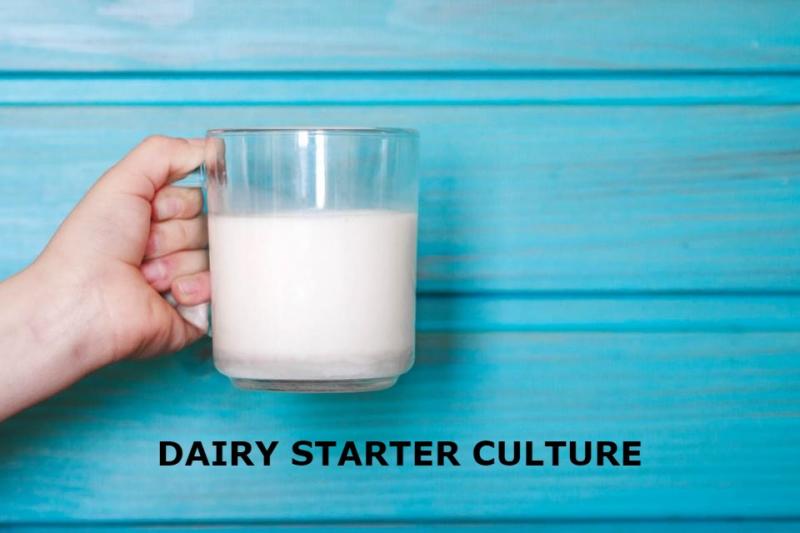 Dairy Starter Culture