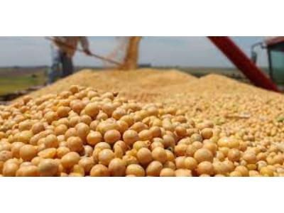 Top News: Soybean Derivatives Market Size & Share to Hit $236.9