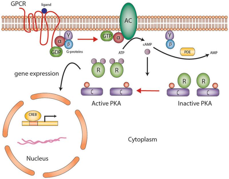 G-Protein Coupled Receptors Market