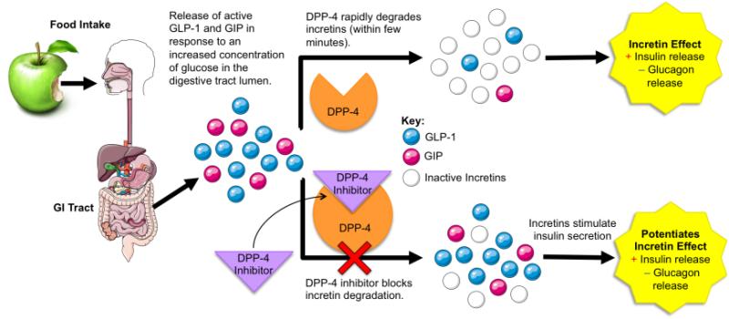 Dipeptide Peptidase 4 Dpp 4 Inhibitors Market Overview 2022