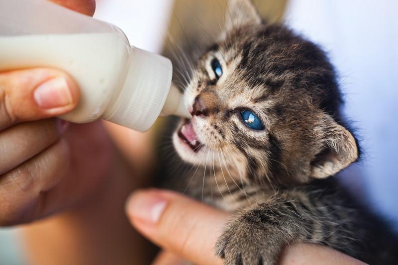 Pet Milk Replacement Products Market