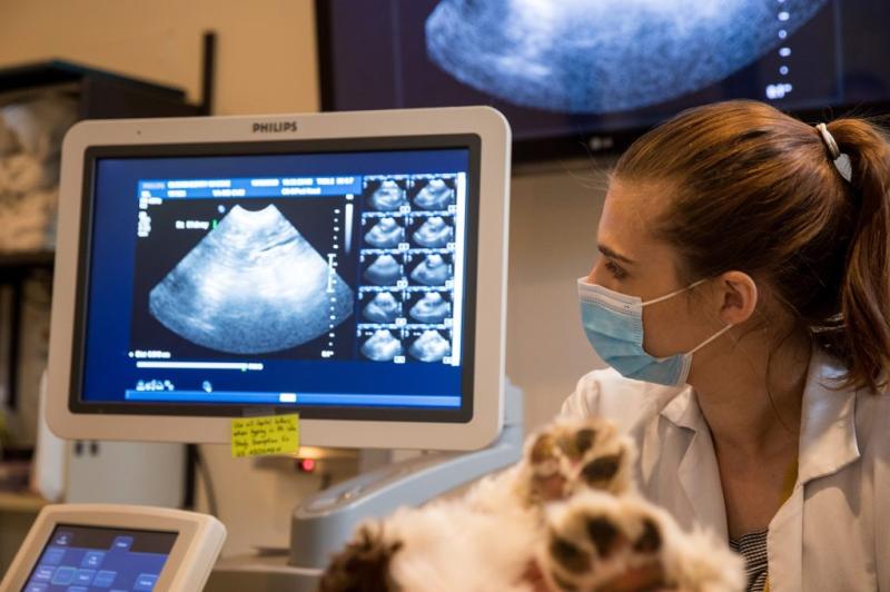Veterinary Ultrasound Imaging Market