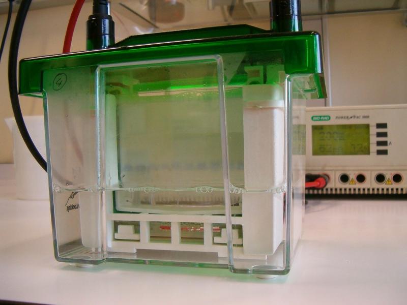 Sds Poly Acrylamide Gel Electrophoresis Market