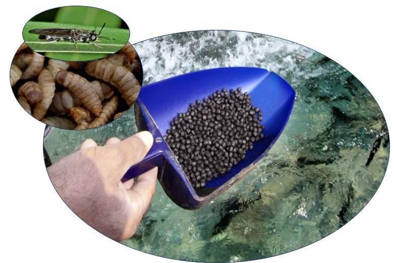 Latin America Aquaculture Additives Market -Registering a CAGR