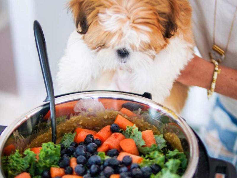 Vegan Dog Food Industry - Know the Prominent Factors That Will