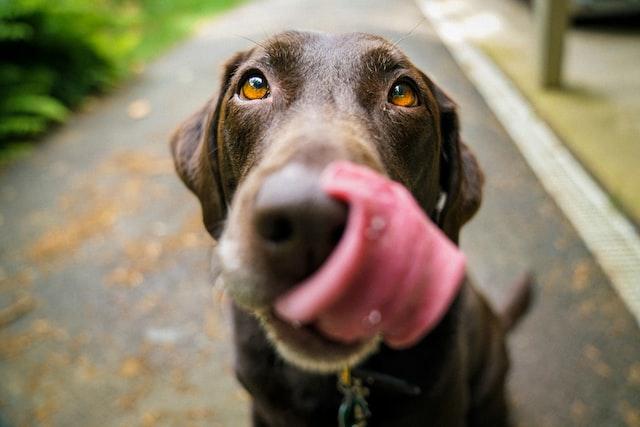 Keeping Your Dog Healthy: How to Avoid Common Health Issues
