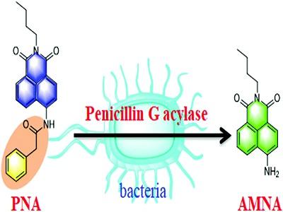 Penicillin G Acylase