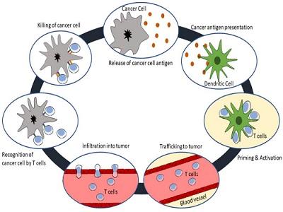 Cancer Immunotherapy Market