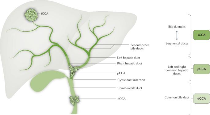 Cholangiocarcinoma Market