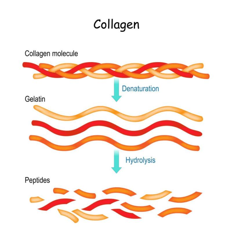 Collagen Peptide & Gelatin Market, Collagen Peptide & Gelatin Market Size, Collagen Peptide & Gelatin Market Share