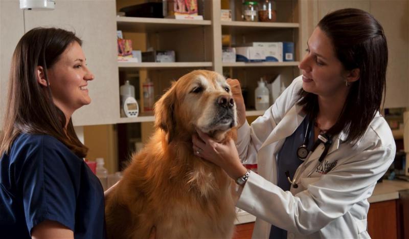 Veterinary Oncology Market Set to Grow with Increasing