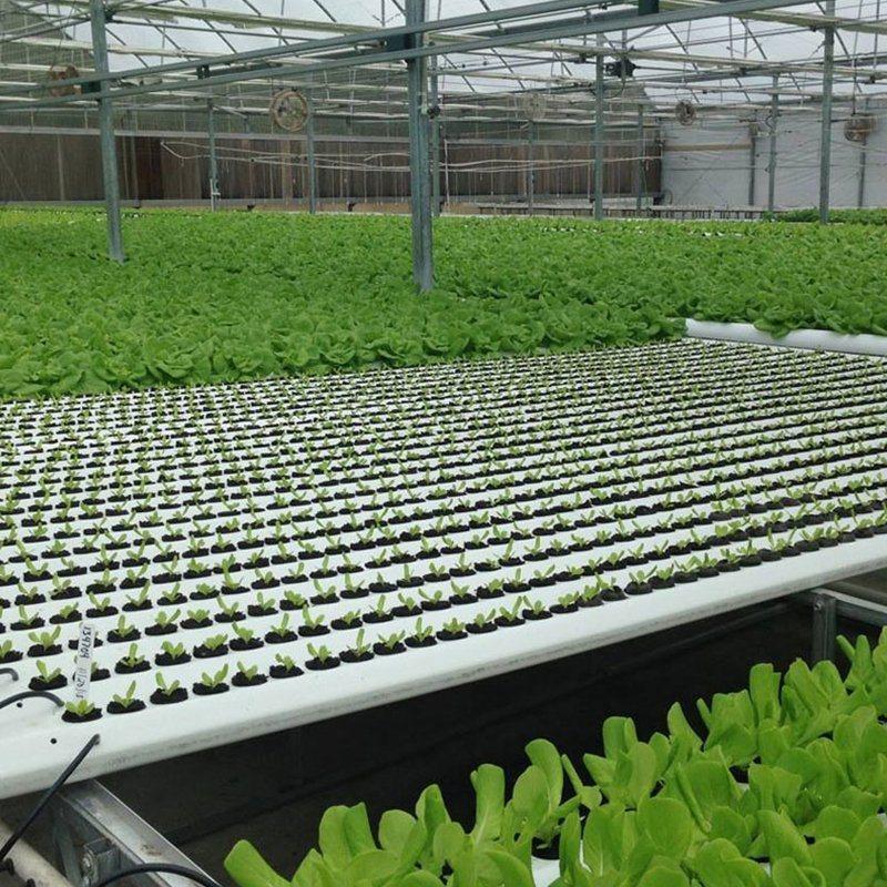 Hydroponic Substrate Market Size to Rise at a Moderate CAGR