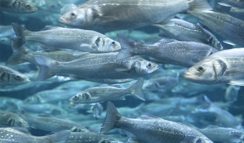 Aquaculture Healthcare Market worth USD 1.6 billion by 2031 | Alltech, Elanco, Bayer CropScience Limited, Merck , Virbac S.A., ADM, Pfizer