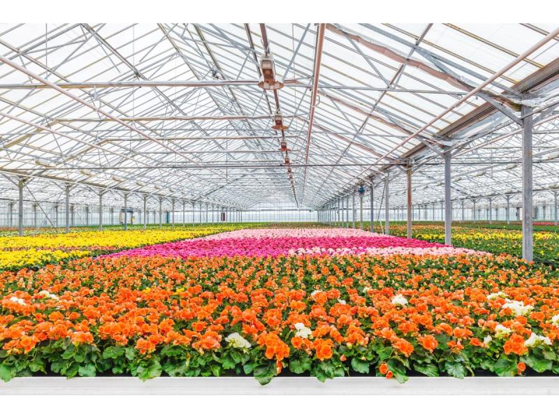 Floriculture Market 2023 SWOT Analysis, Segmentation