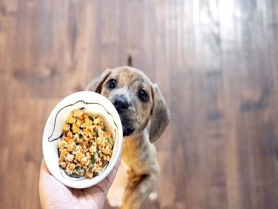 Best human grade hot sale food for dogs