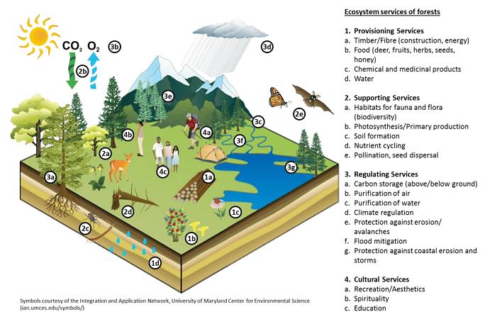 Satellite Monitoring and Analytics of Forests